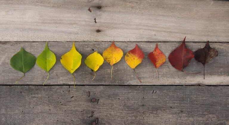 Rij herfstbladeren van groen naar rood